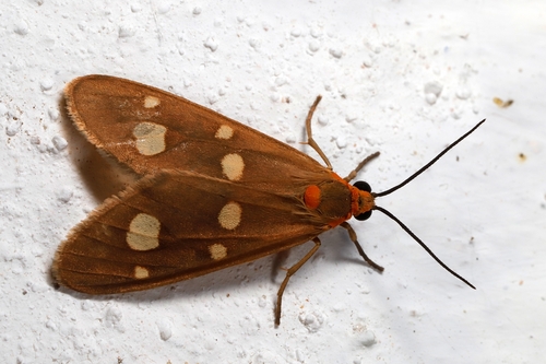 Dysauxes famula