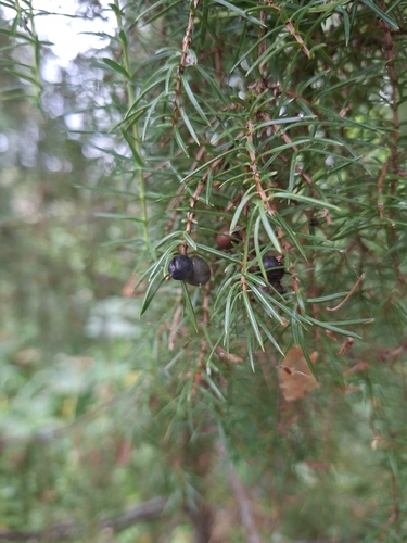 common juniper