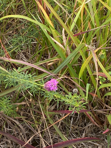 purple prairie clover