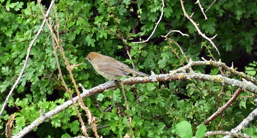 Eurasian Blackcap