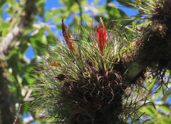 Tillandsia punctulata