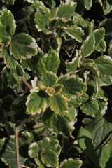 Coleus forsteri