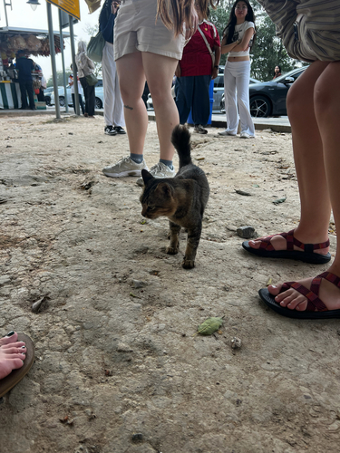 Domestic Cat