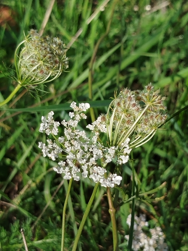 wild carrot