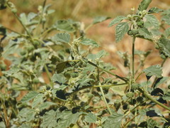 Chrozophora tinctoria