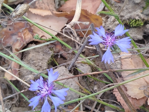 Cornflower