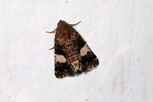 Four-spotted Moth
