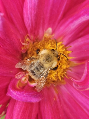 Common Carder Bumble Bee