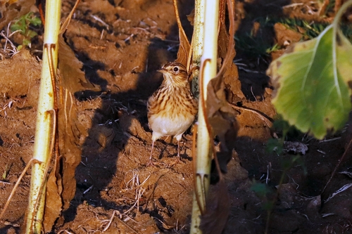 Eurasian Skylark