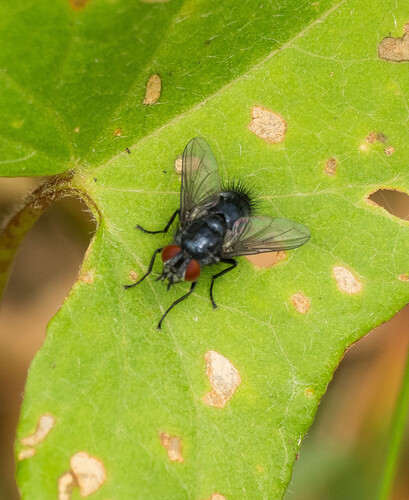Epicampocera succincta