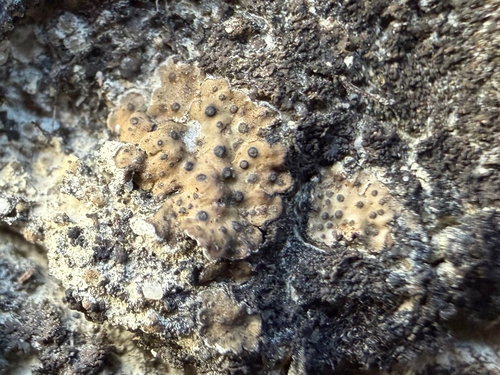 Scaly Stippled Lichen