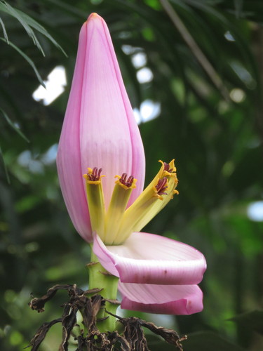 Flowering Banana