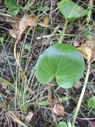 marsh calla