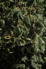 Coleus forsteri
