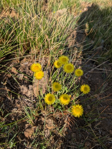 Helichrysum aureum, photograph 6