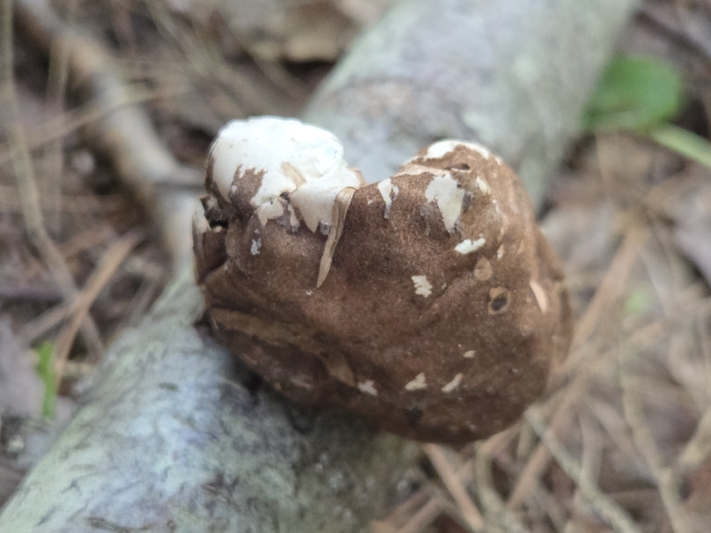 birch polypore