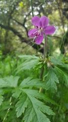 Geranium reuteri