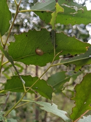Paropsisterna hectica