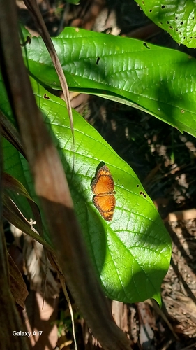 Brazilian crescent