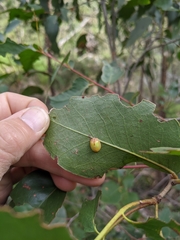 Paropsisterna hectica