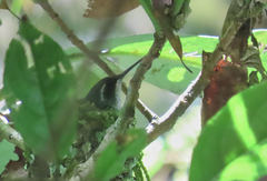 Lampornis viridipallens