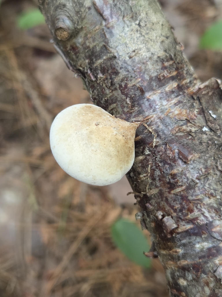 birch polypore · August 2026 · photo: Photo: (c) Colleen Davis, some rights reserved (CC BY) · iNaturalist
