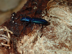 Temnoscheila