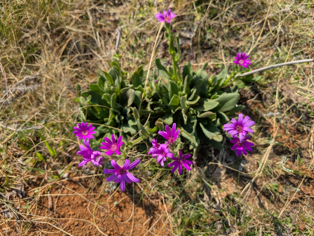 Senecio speciosus; photograph (c) Eryss, some rights reserved (CC BY)