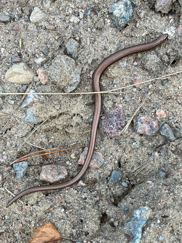 Eastern Slowworm