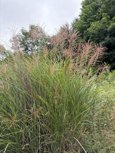 Miscanthus sinensis, photograph 5
