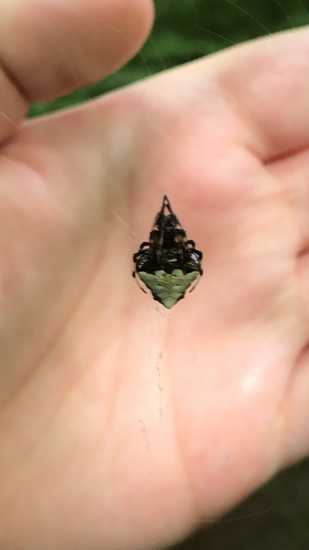 Arrowhead Orbweaver