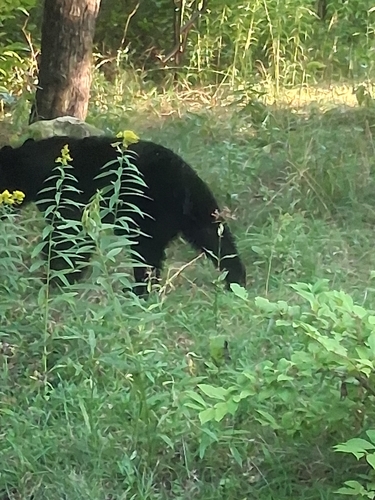 Black Bear sighting near Bruce