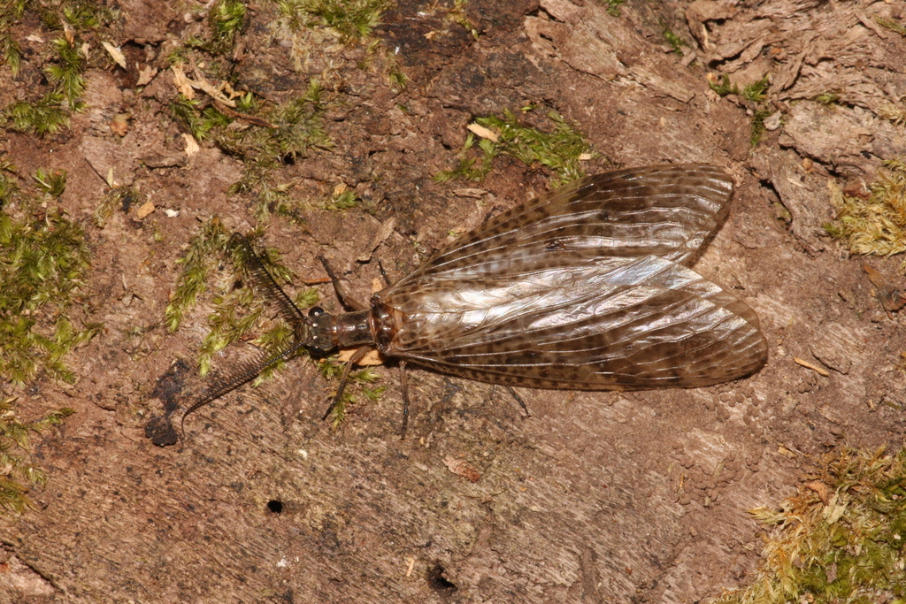 Ctenochauliodes punctulatus