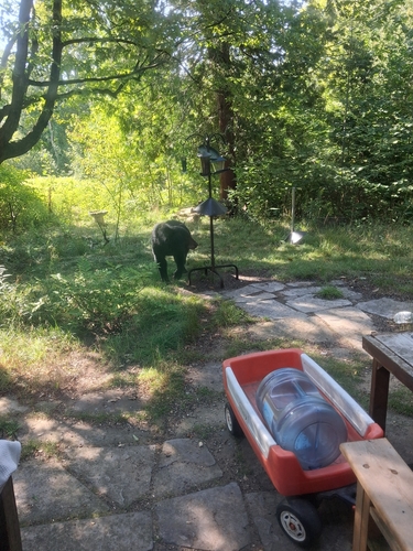 Black Bear sighting near Bruce