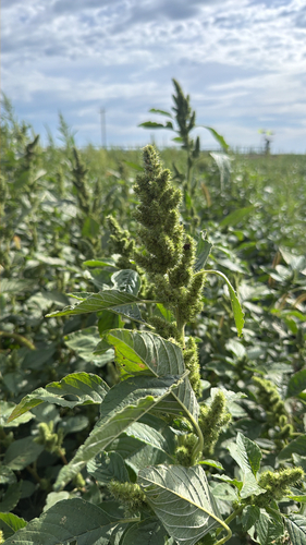 Redroot Amaranth