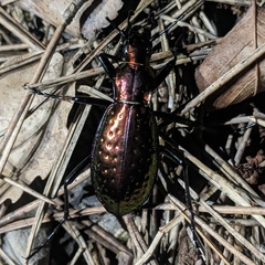 Carabus rutilans