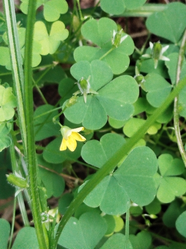 upright yellow woodsorrel
