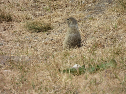 European Ground Squirrel