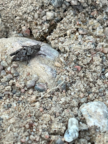 Two-spotted Groundhopper