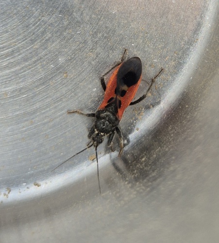 Peirates hybridus