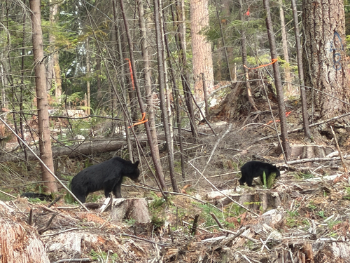 Black Bear sighting near Greater Vancouver