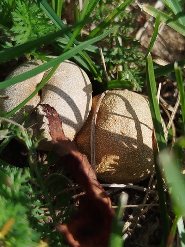 Meadow Puffball