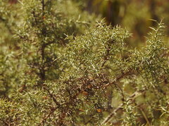 Ulex argenteus, photograph (c) Duarte Frade, some rights reserved (CC BY)