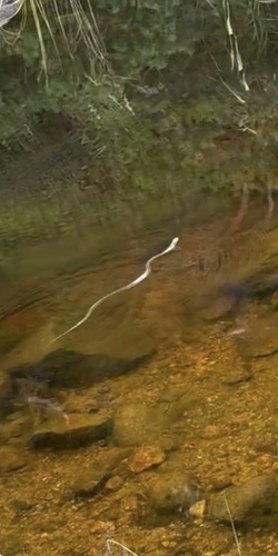 grass snake