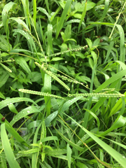 Paspalum langei