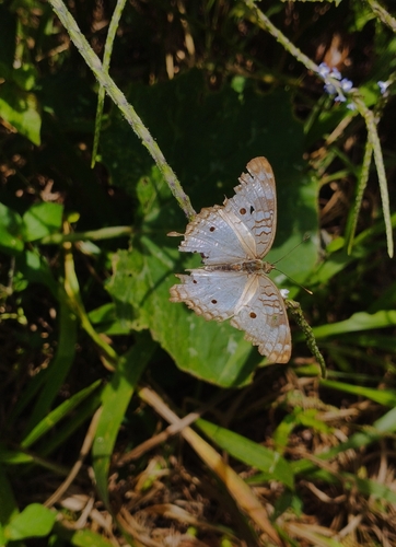 White Peacock
