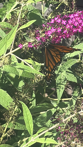 Monarch