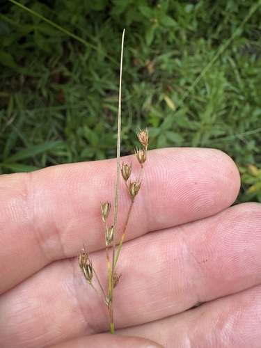 Juncus dichotomus observed 2026-08-27