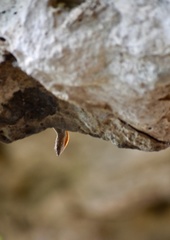 Anolis jubar oriens