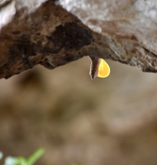 Anolis jubar oriens